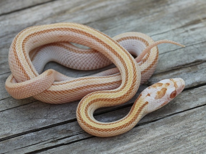 Striped Butter Corn Snake